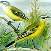 Yellow Wagtail